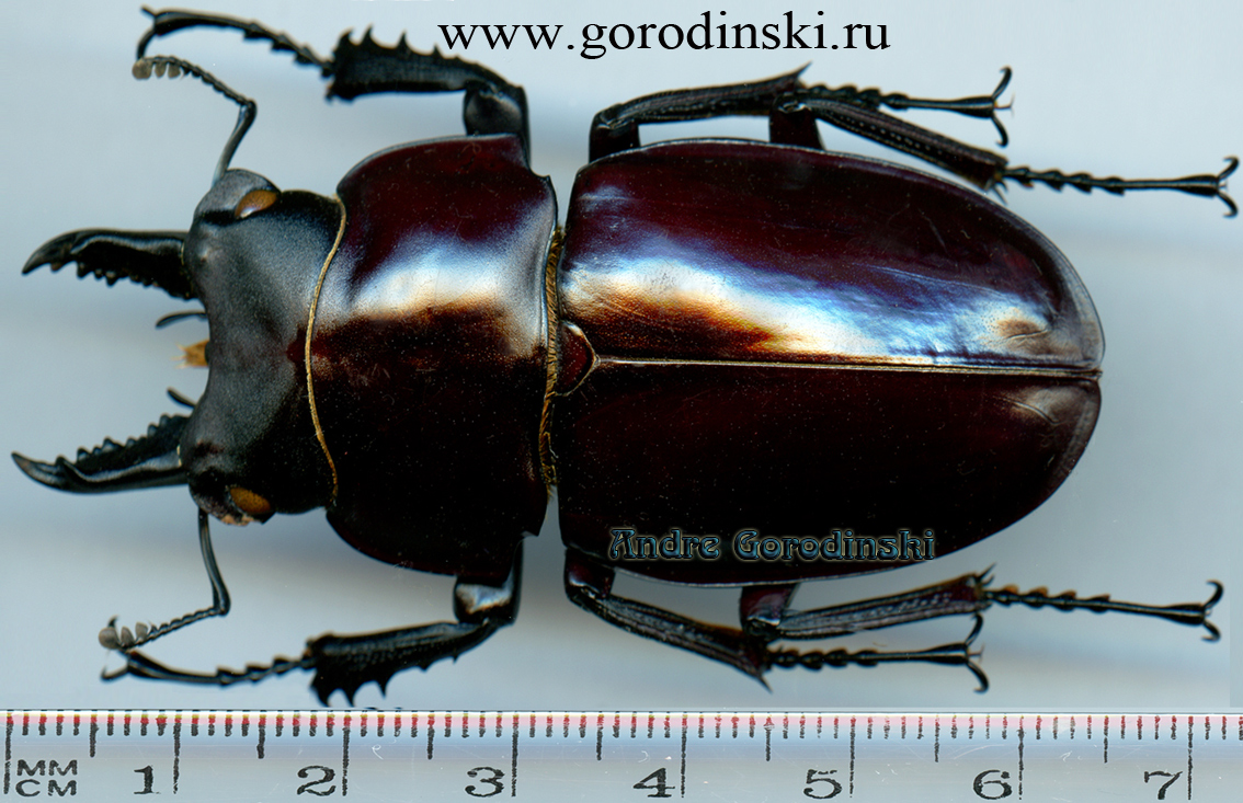 http://www.gorodinski.ru/lucanidae/Neolucanus giganteus.jpg